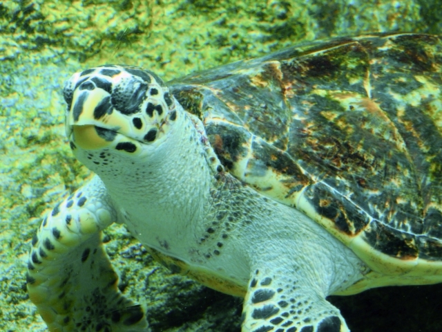 葛西臨海水族園