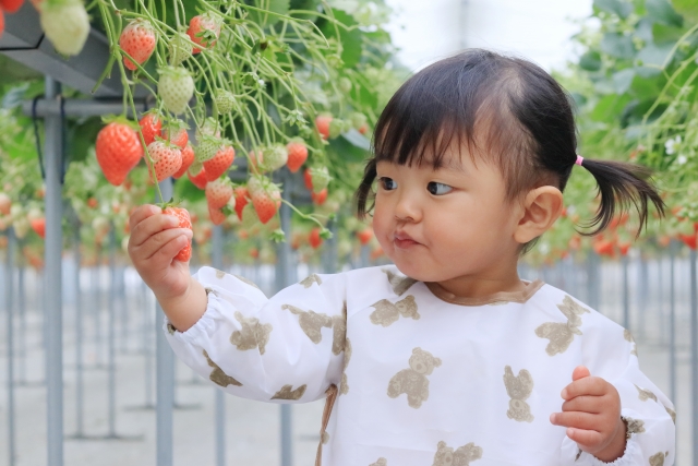 いちご狩りのイメージ