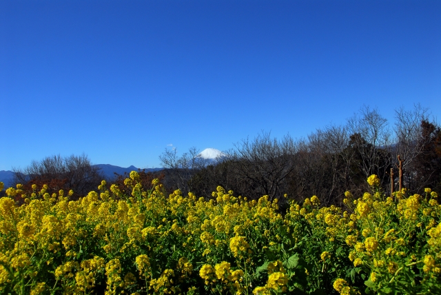 吾妻山公園