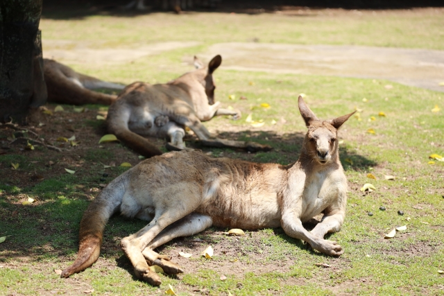 動物公園のイメージ