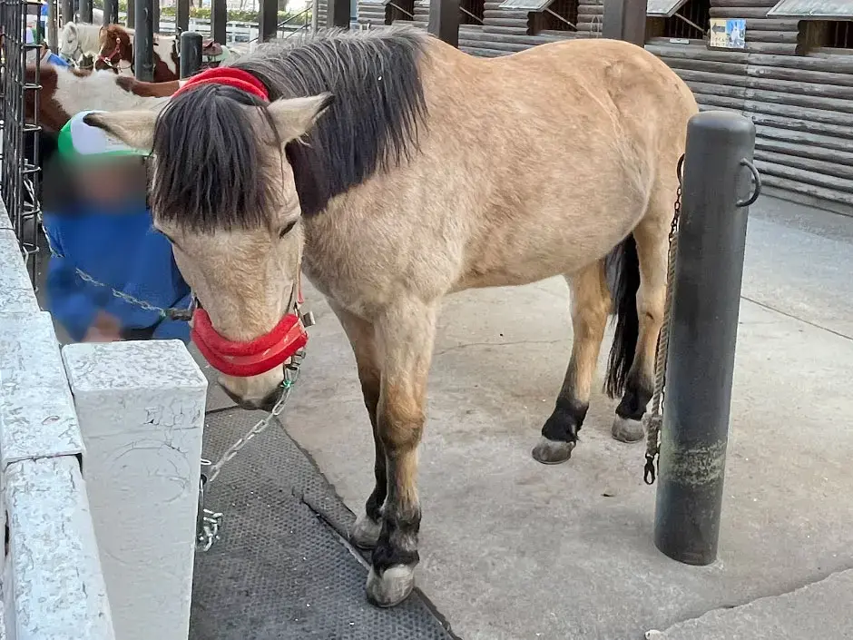 相模原市立相模原麻溝公園（ふれあい動物広場）