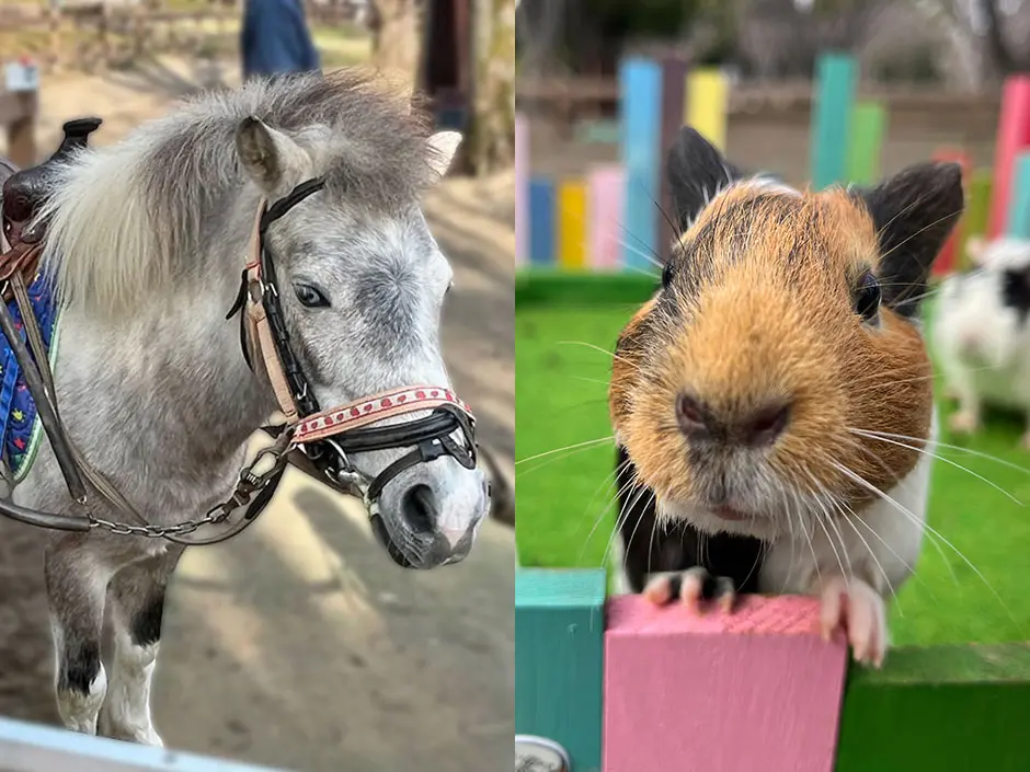 海老名運動公園