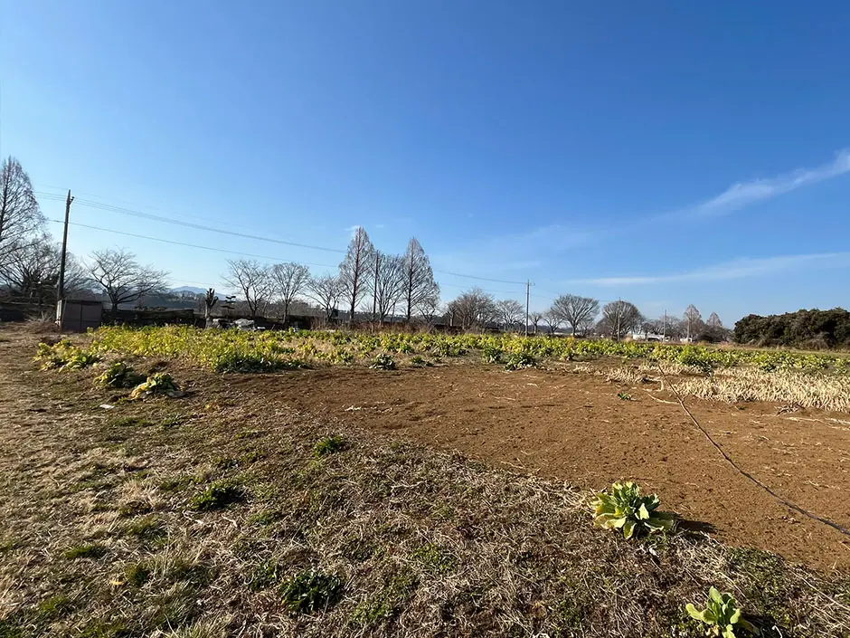 座間ひまわり畑