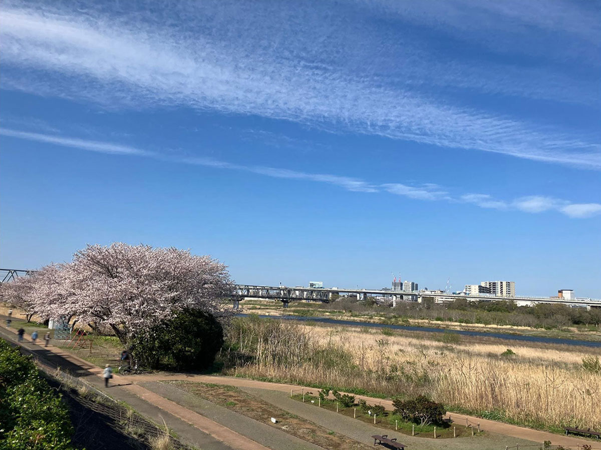 相模川沿いの景色