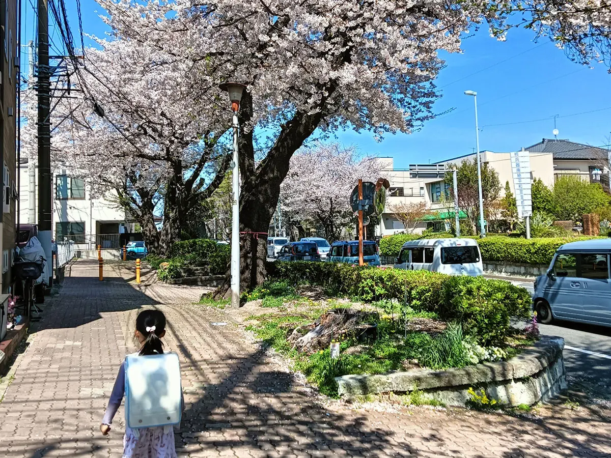 1号線から遊行寺への道、桜の風景