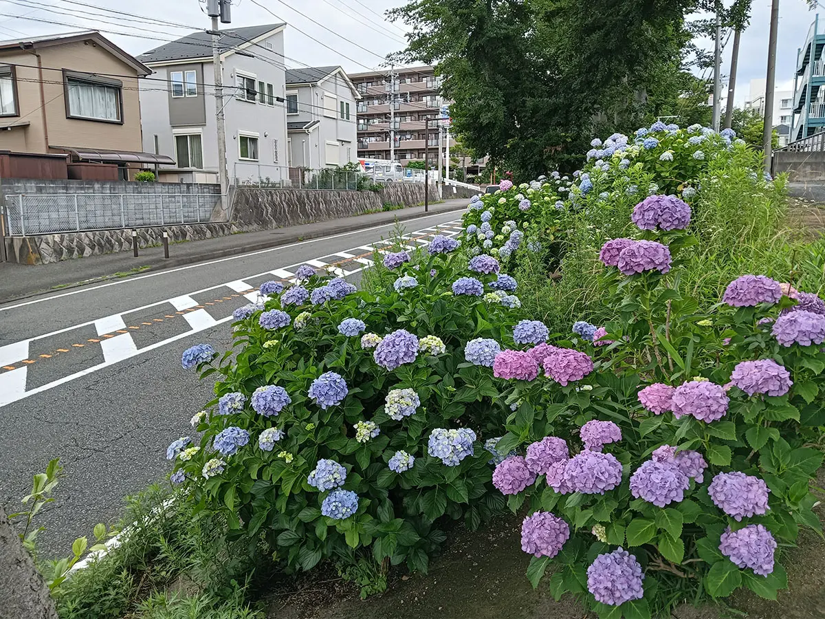 1号線から遊行寺への道とアジサイの